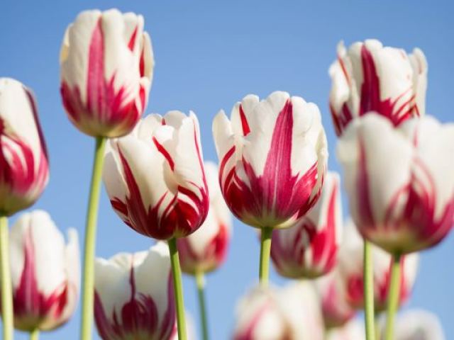 Tulipa