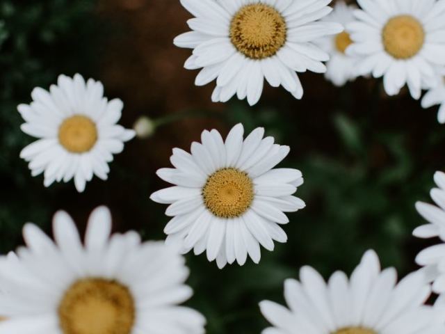 Margarida