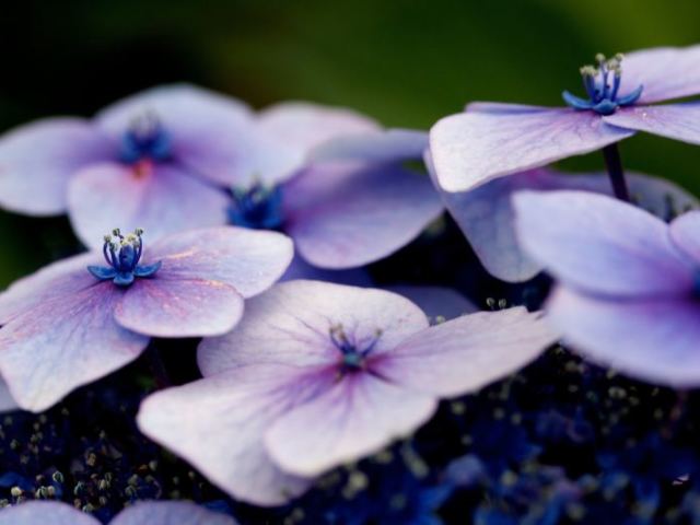 Violeta