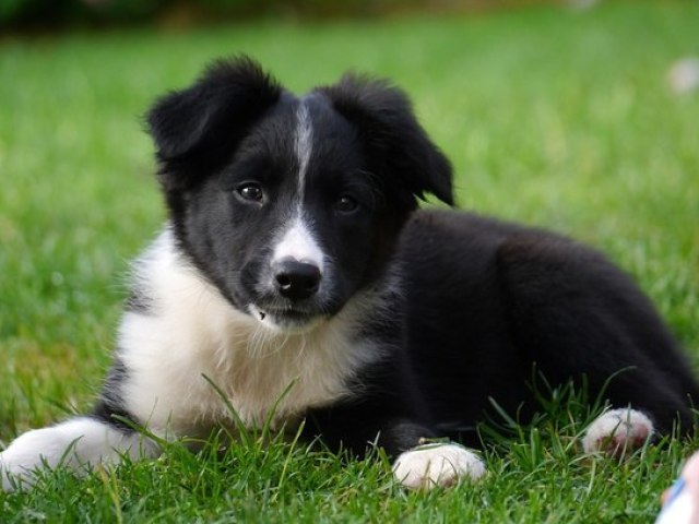 Border Collie