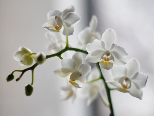 Orquídea