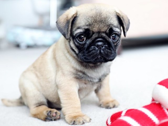 pug