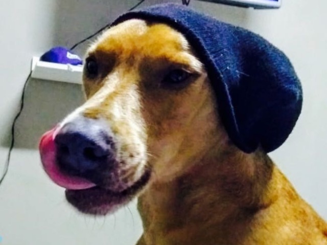 Cachorro
