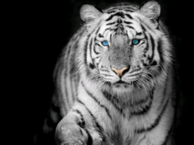 Tigre branco