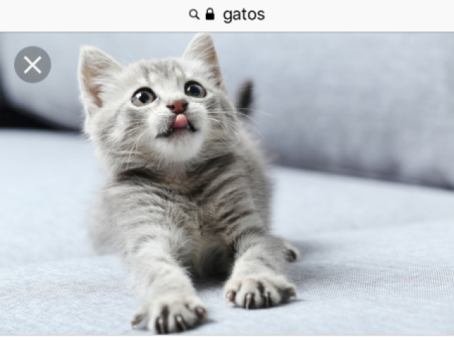 Gato