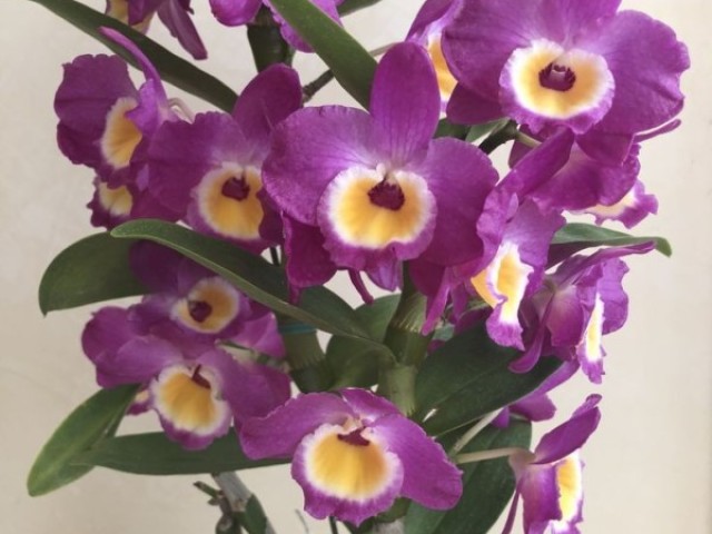 Orquídeas