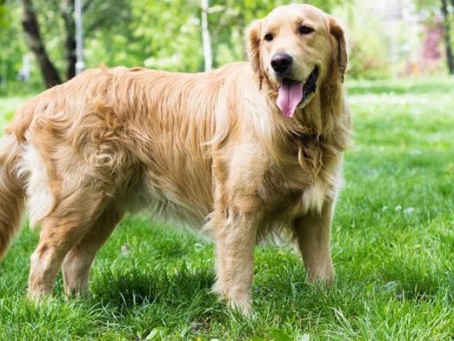 Golden Retriever