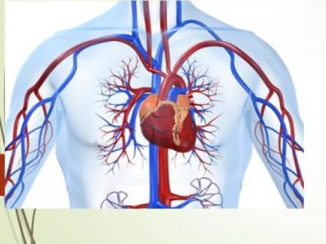 filtrar os nutrientes e equilibrar os hormônios existentes no corpo