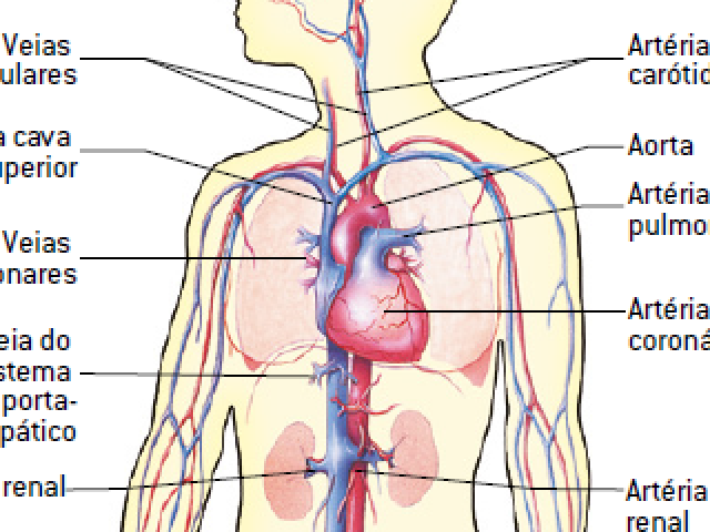 coração,artérias,veias