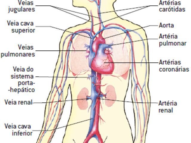 através das veias