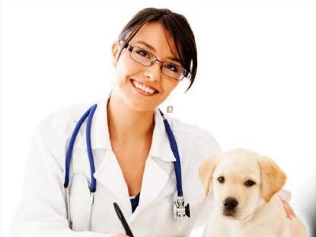 Veterinário (a)