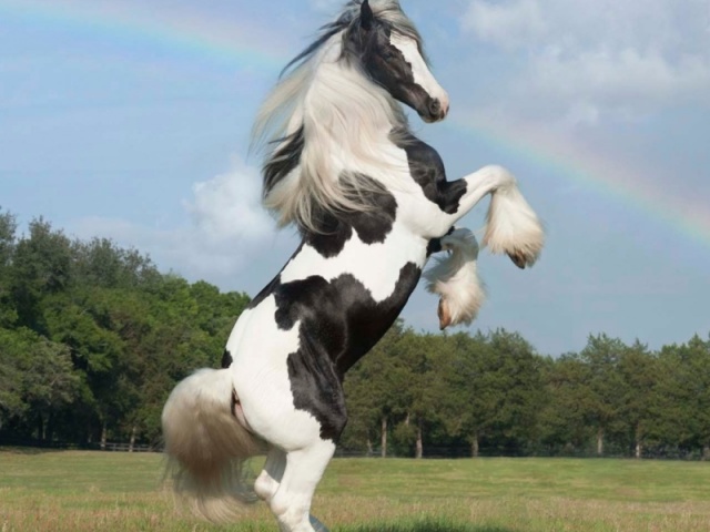 Cavalo
