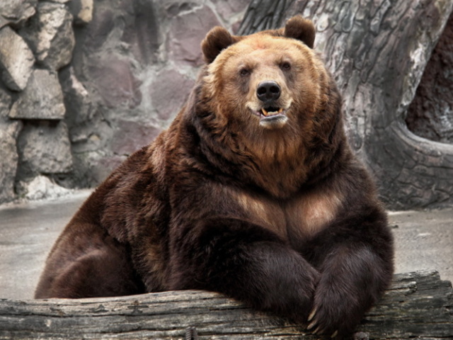 Urso