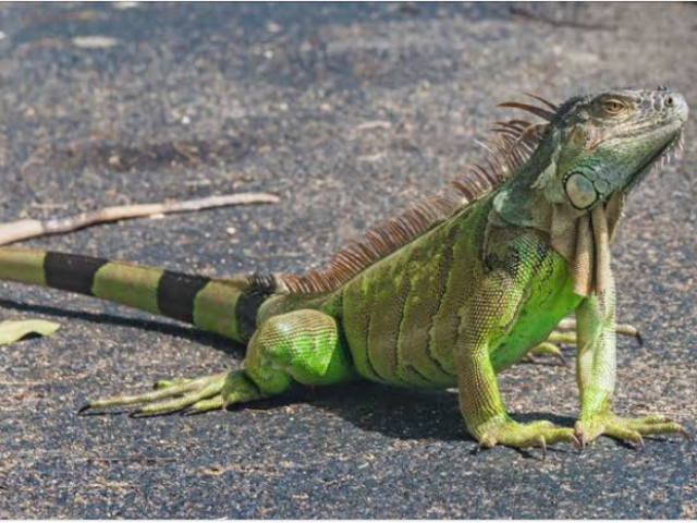 Iguana