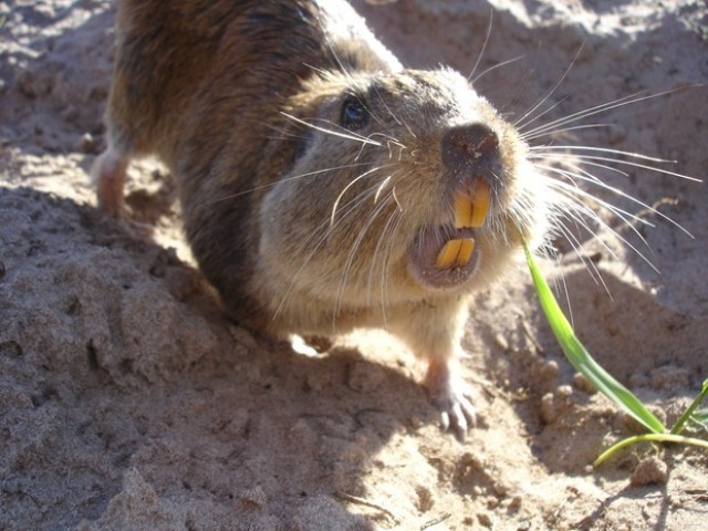 Ctenomys minutus(fêmea) e Ctenomys lami (macho)- tuco-tucos