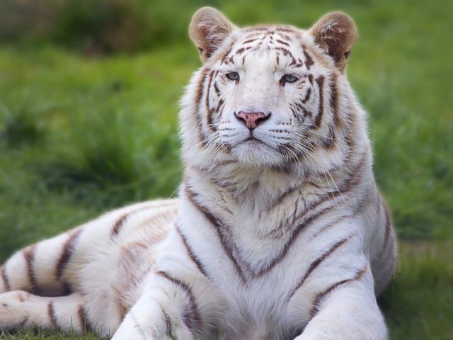 Tigre