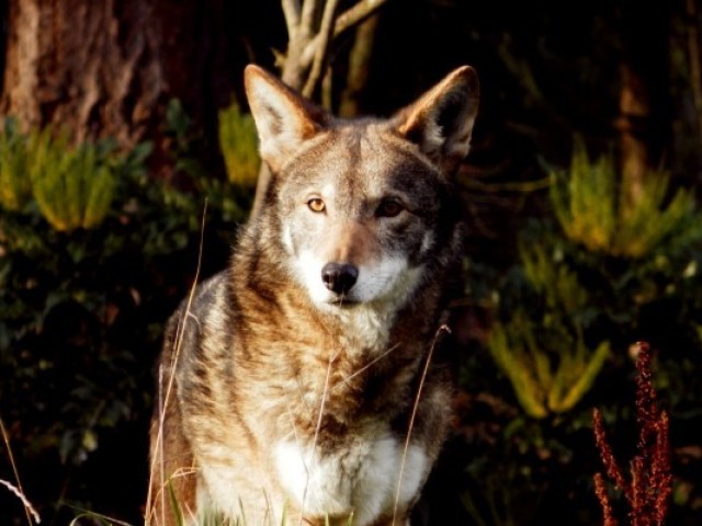 Lobo