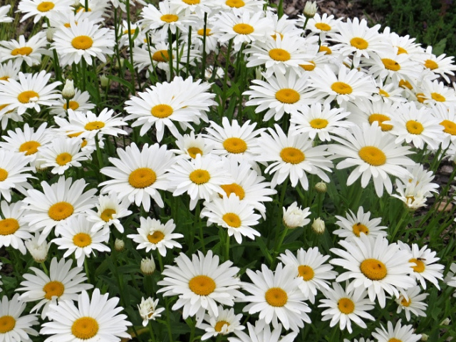 Margarida