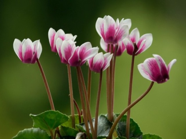 Cyclamen