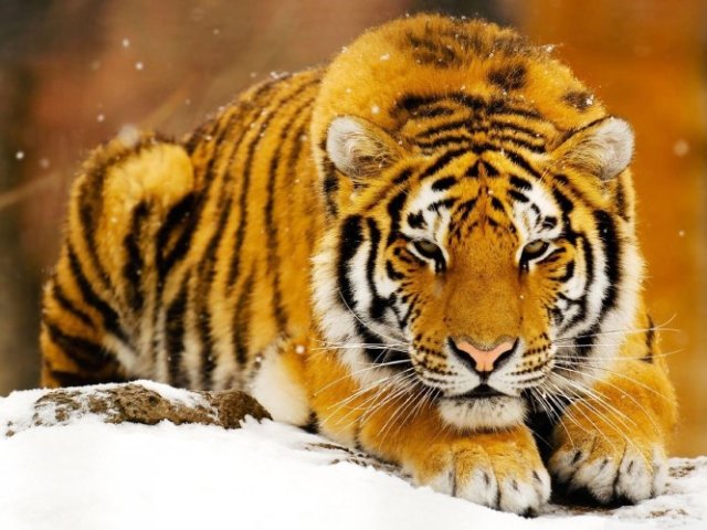 Tigre