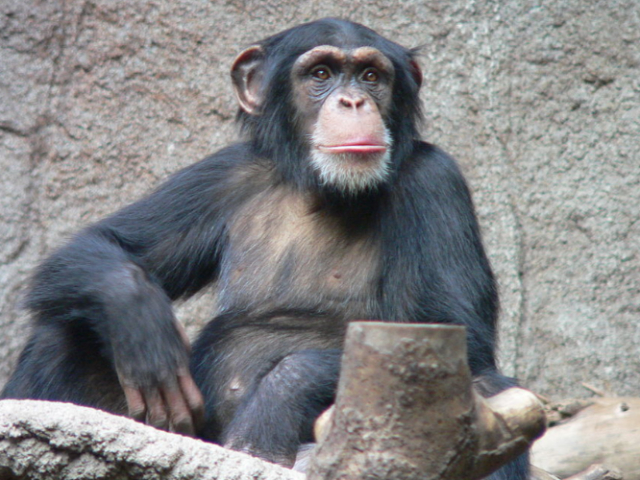 Chimpanzé