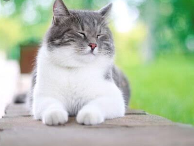 Gato doméstico