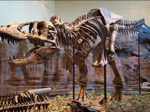 Tiranossauro Rex