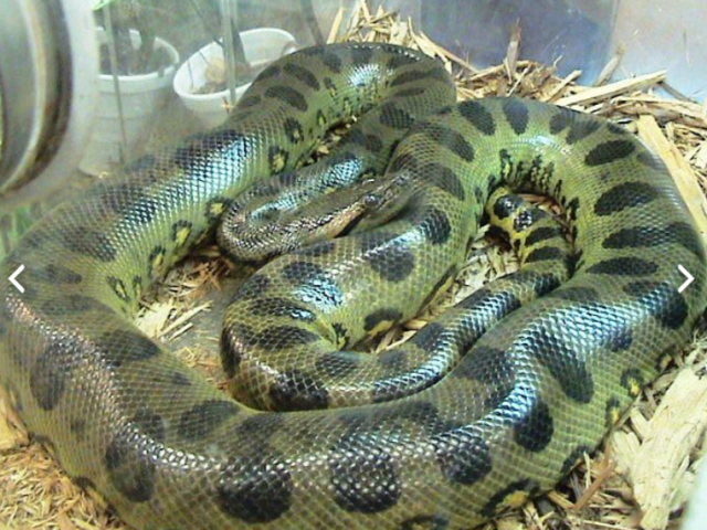 Anaconda