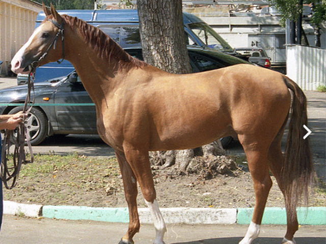 Cavalo