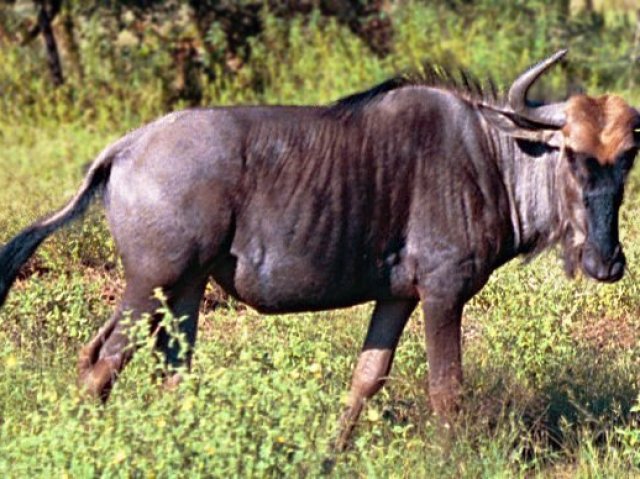 Gnu