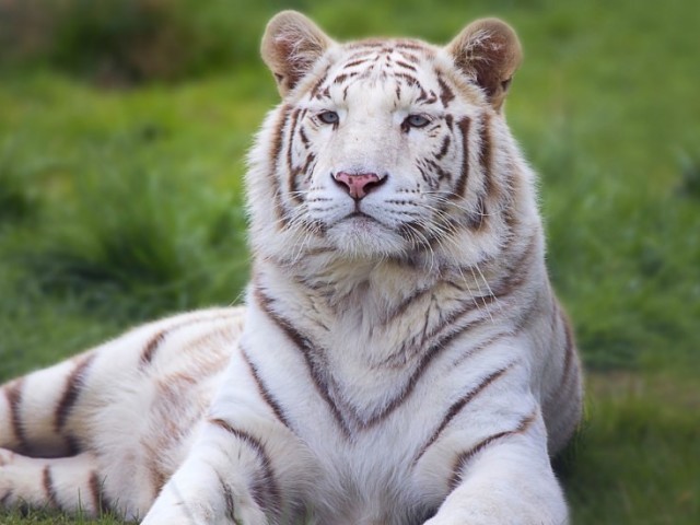 Tigre Branco