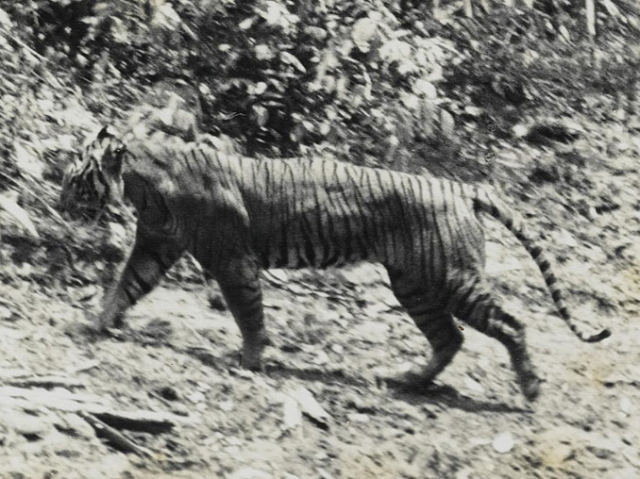 Tigre de java