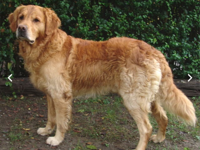 Cão