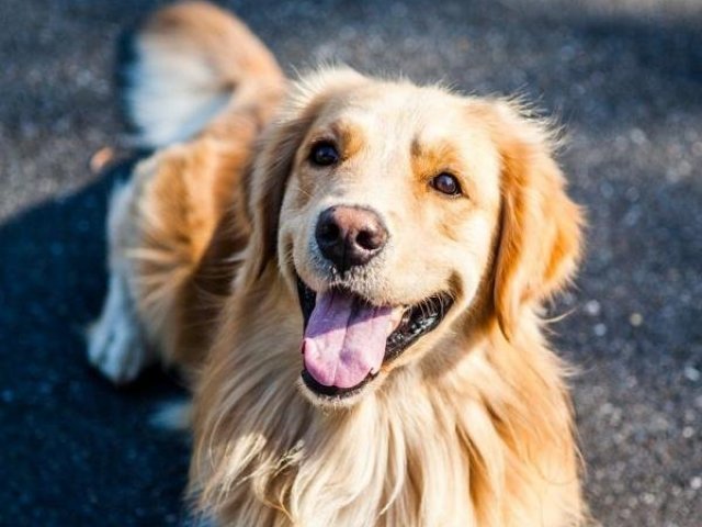 Golden retriver