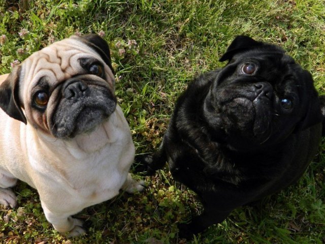 Pug