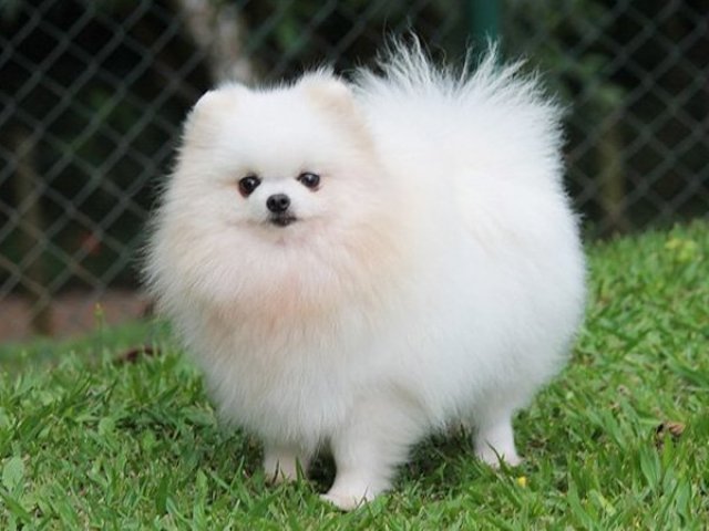 Spitz alemão/lulu da pomerânia