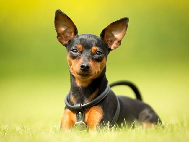 Pinscher