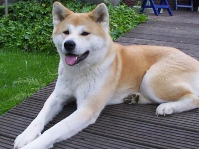 Qual raça de cachorro mais combina com você 2