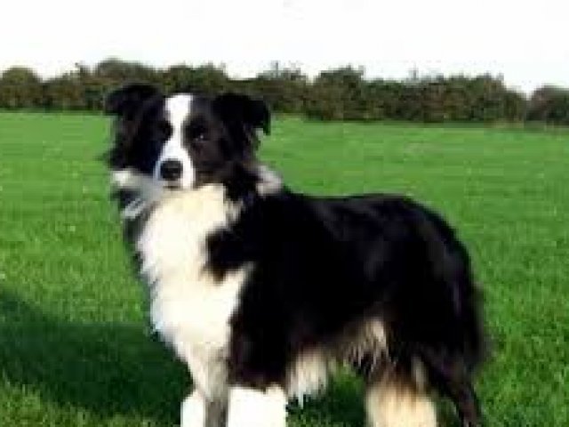 Border Collie