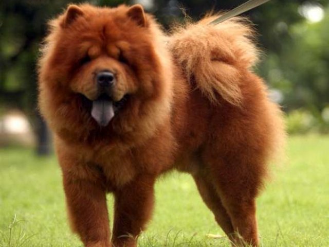 Chow chow