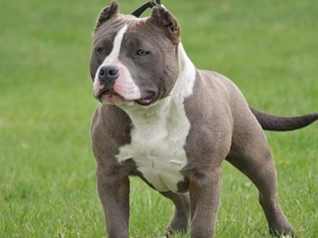 Pitbull