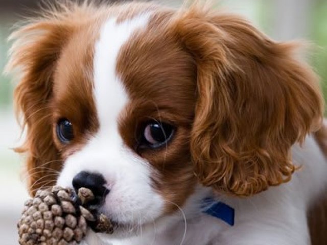 Cavalier king charles spaniel