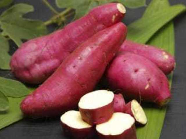 Batata doce