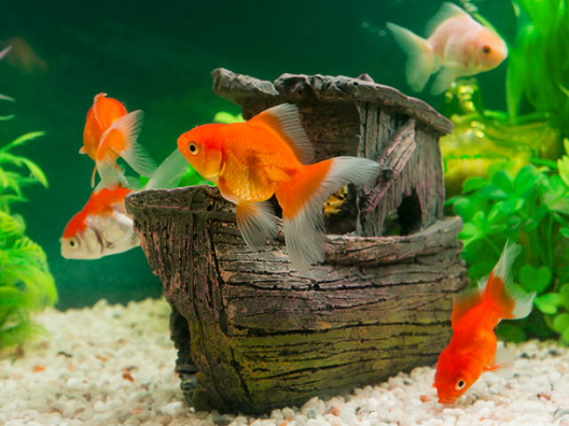 Peixe