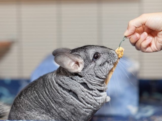Chinchila