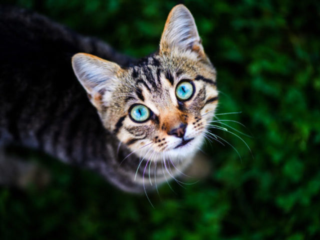 Qual felino mais combina com a sua personalidade?