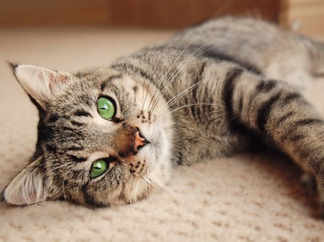 Gato