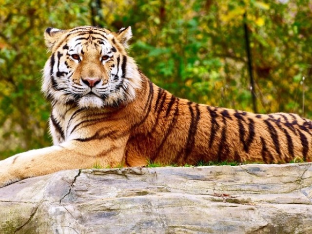 Tigre