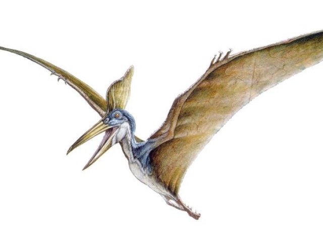 Pteranodonte