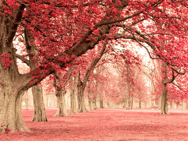 Primavera